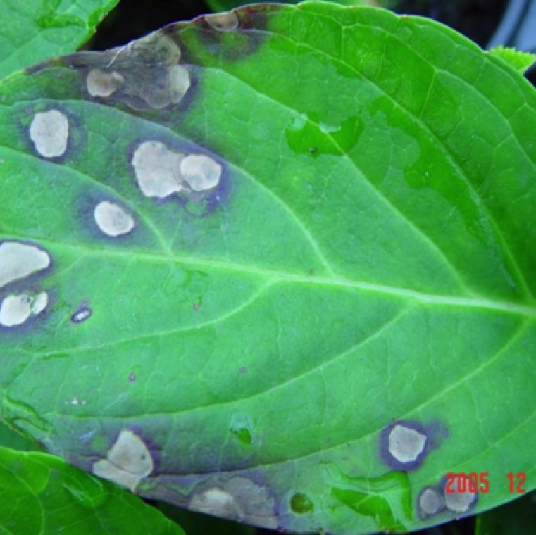 Burn-like patches on the leaves due to the disease.